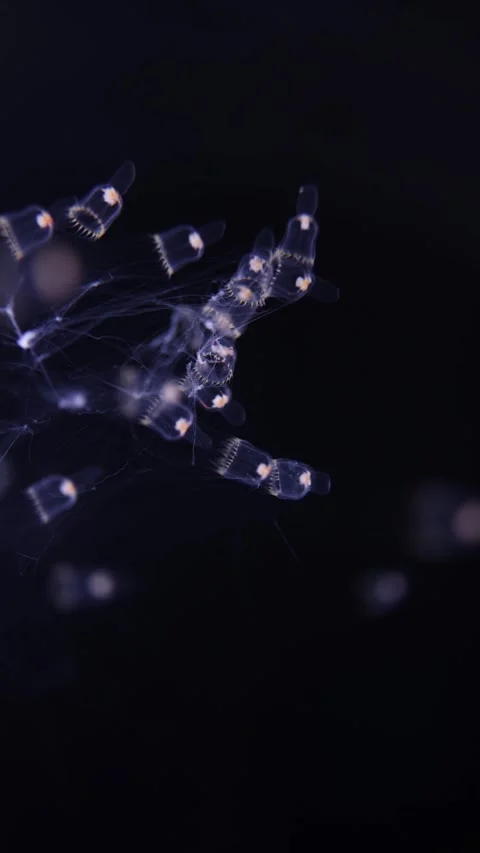 A mesmerizing view of tiny hydrozoan jellyfish delicately floating in the dark o Stock Footage 292518100