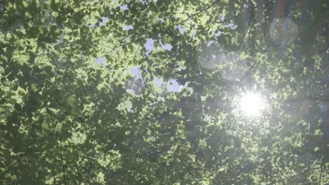 A mesmerizing view of tree canopies Stock Footage 218599284