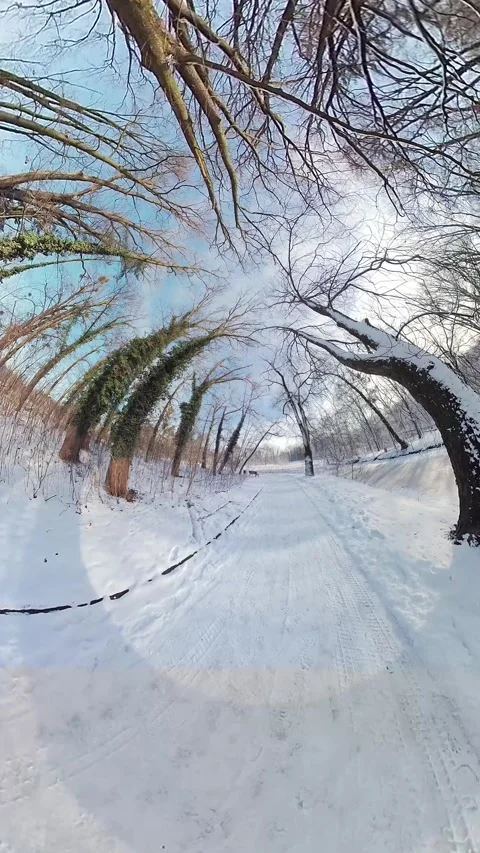 Mesmerizing Walk Through a Snowy Forest A Peaceful Winter Wonderland Stock Footage 265518783