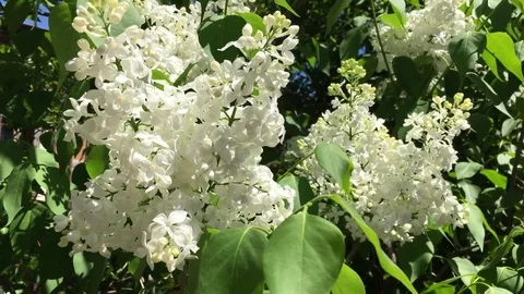 Mesmerizing White Lilac 스톡 동영상 75799580