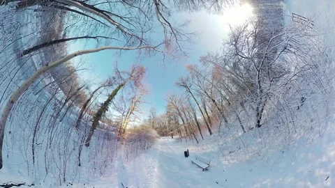 Mesmerizing Winter Walk Through a Snowy Forest Stock Footage 269172204