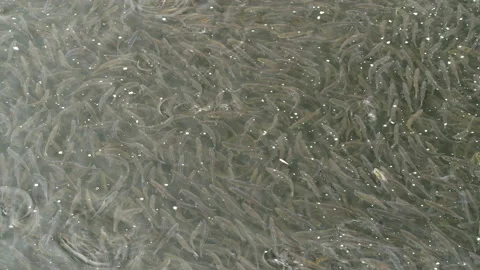 Mesmerizing zoom out shot of thousands alewives resting in river Stock Footage 144451389