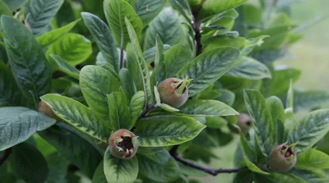 Mespilus germanica Stock Footage 64141127