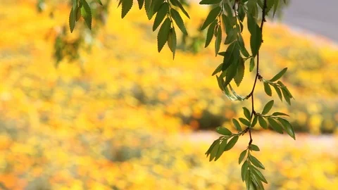 Mesquite Brach in the Wind Video stock 96467191