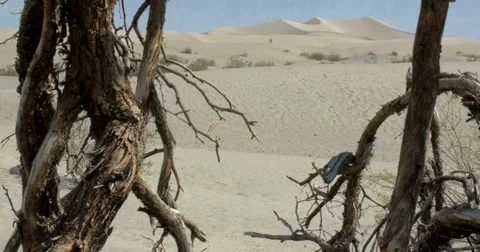 Mesquite Flat Sand Dunes, Death Valley National Park Stock Footage 64577643