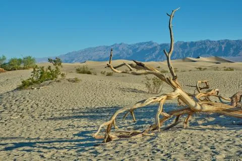Mesquite Flat Sand Dunes, Death Valley National Park Foto stock