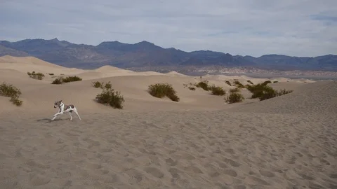 Mesquite Flat Sand Dunes Stock Footage 101024332