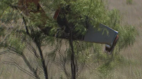 Mesquite tree extraction 3 Stock Footage 23137273