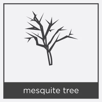 Mesquite tree icon isolated on white background Free Stock Illustration