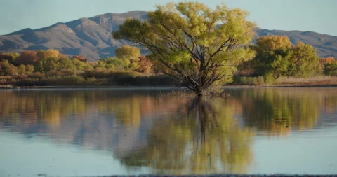 Mesquite Tree in a Pond With Fall Colors at Bosque Del Apache NM Stock-Footage 314206819