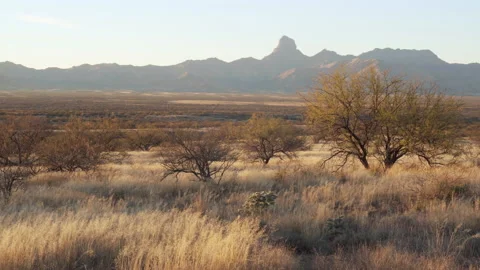 Mesquite trees and swaying grass with the Baboquibare mountain in the background Stock Footage 212613316