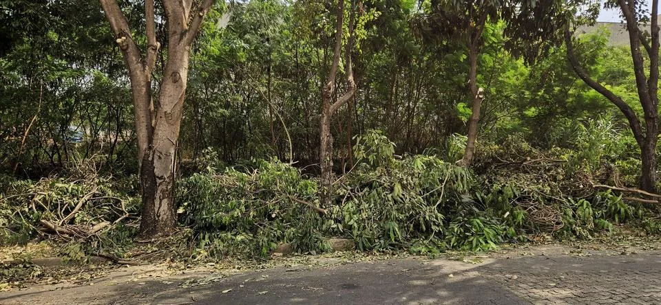 Mess and disorder in tree pruning Stock-Fotos