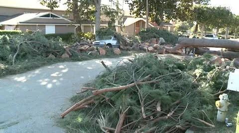 Mess of Limbs 2 Video stock 10791492