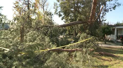 Mess of Limbs Video stock 10791574