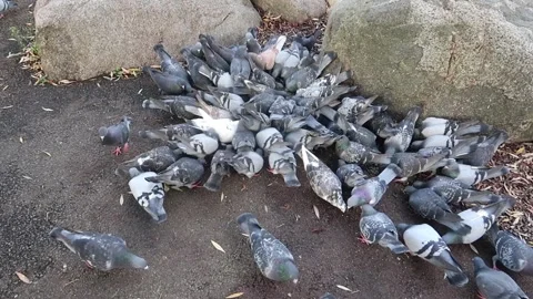 A mess of pigeons fighting over some food Stock Footage 258026925