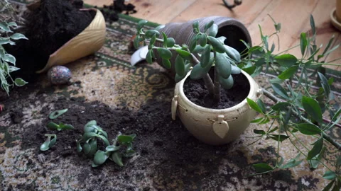 A mess in the room Stock Footage 280140189