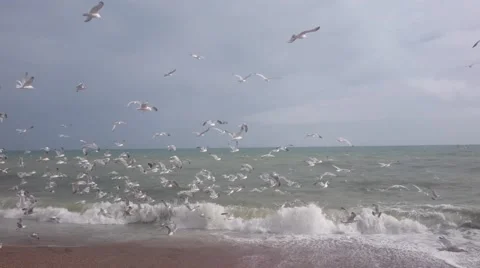 Mess of seagulls above the sea Stock Footage 65020009