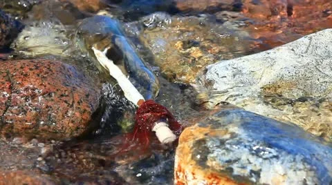 Message in a bottle is between rocks and water at the beach on the Baltic coast Stock Footage 11134604