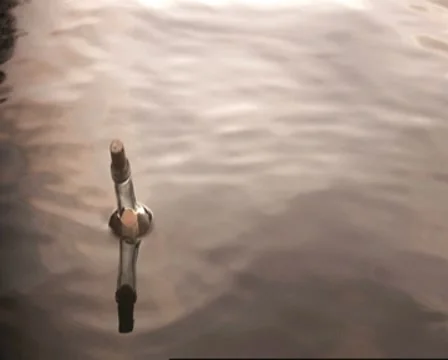 Message in a bottle - floating in water F Video stock 7902235