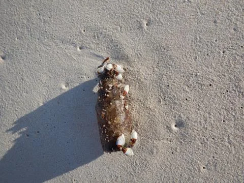 Message in a Bottle on the sandy beach Фото
