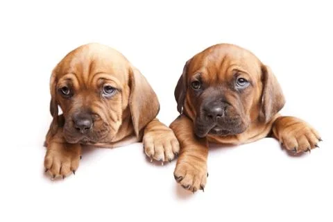 Message form dogs Stock Photos