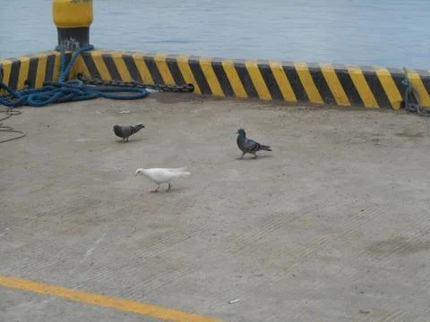 Messenger pigeons touched down on a pier Stock Photos