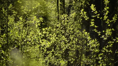 Messenger of the spring Stock Footage 60655243