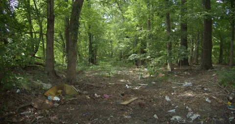 A messy footpath in the forest Stock-Footage 288447110