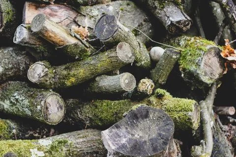 Messy gray logs and branches with green moss Stock Photos