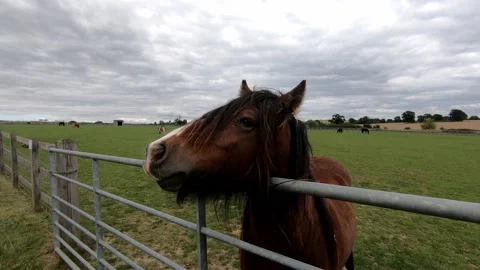 Messy Horse Stock Footage 138772446