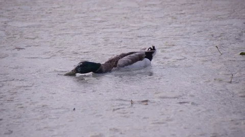 Messy Male Duck Eating (2) Stock Footage 89568053