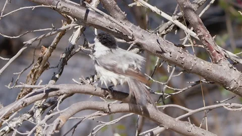 Messy plumage as fledgling chickadee bird moults black, white feathers Stock Footage 335400638