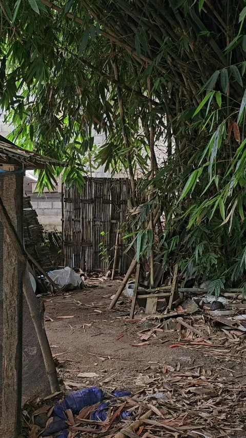 Messy Rural Backyard With Bamboo Trees And Scattered Debris Vídeos de archivo 332480584