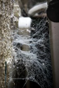 Messy spider web with a blurred background Stock Photos