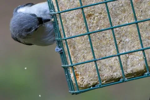 Messy Titmouse Stock Photos