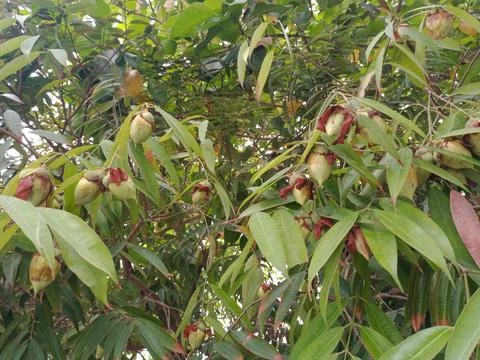 Mesua ferrea tree and its flowers bud or seeds Stock Photos