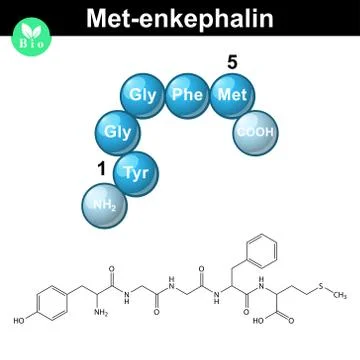 Met-enkephalin molecule and model Stock Illustration