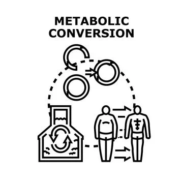 Metabolic conversion process transforming body shape and health Stock-Illustration