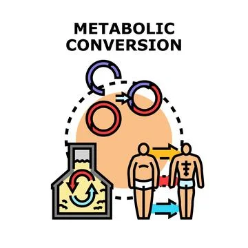 Metabolic conversion process transforming body shape and health Stock Illustration