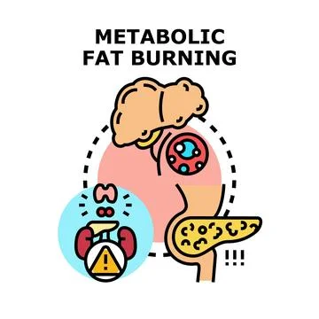 Metabolic fat burning process concept for healthy lifestyle Stock Illustration
