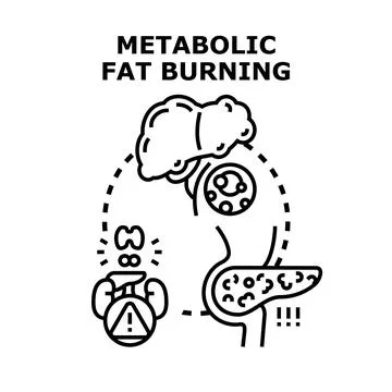 Metabolic fat burning process concept for healthy lifestyle Stock Illustration