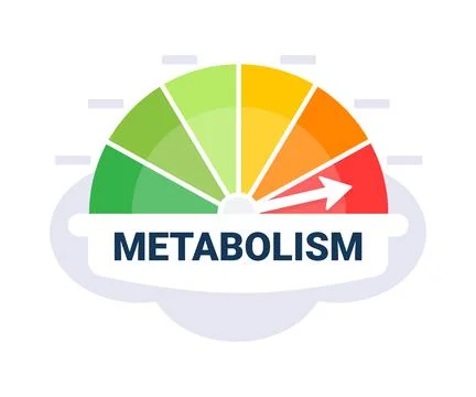 Metabolic Rate Evaluation Scale Vector Illustration with Color Coded Metabolism 스톡 일러스트