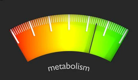 Metabolism Level Concept Stock Illustration