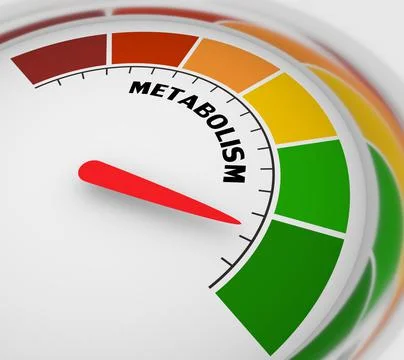 Metabolism Level Concept Stock Illustration