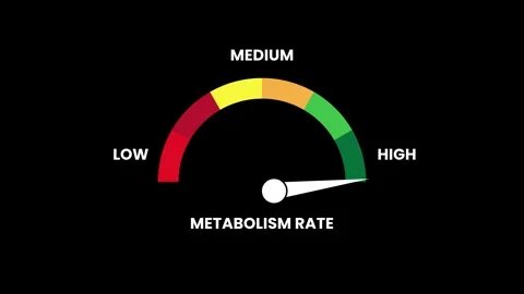 Metabolism rate meter increasing from low to high level animation Video stock 327575072