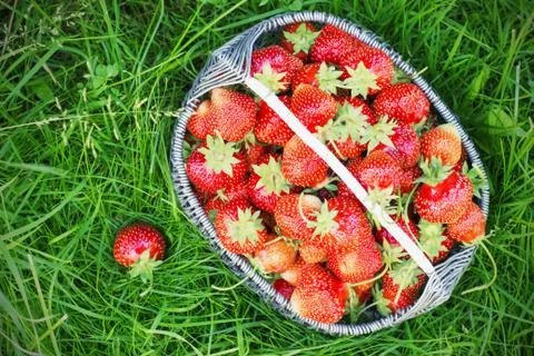 Metal basket full of strawberries in the grass Stock Photos