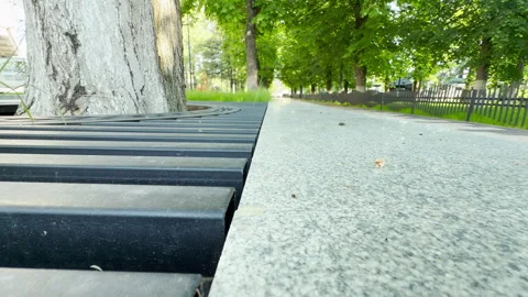 Metal Bench and Stone Path Border Tree Line in Quiet City Park Stock Footage 335897338