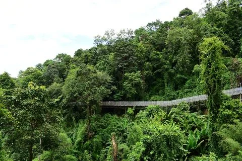 Metal canopy walk structure surrounded by lush green jungle tree Foto stock