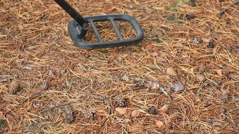 Metal detector in the forest. A man is looking for treasure in the forest. Stock Footage 231519036