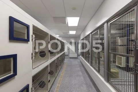 Metal Doors Of Empty Cages In Animal Shelter